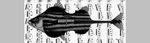 Striped Bass